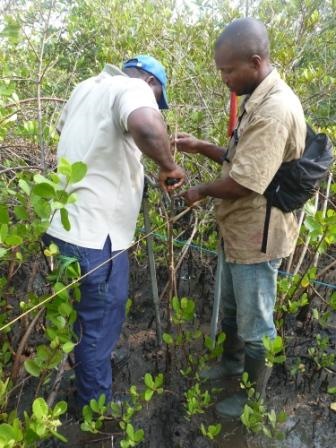 Soil coring in Gabon 2011