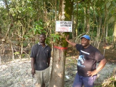 Tagged mangrove tree in PSP in Gabon 2011